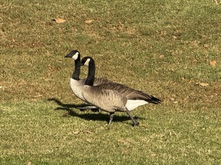country goose standing on the grass
