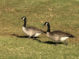 country goose on the grass
