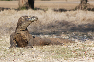 galapagos land Dragon lizard 