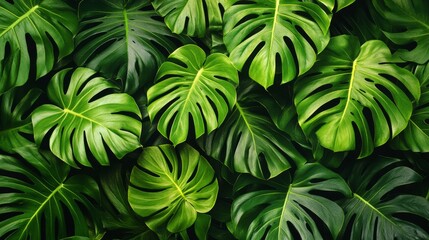 Lush Green Monstera Deliciosa Leaves Texture