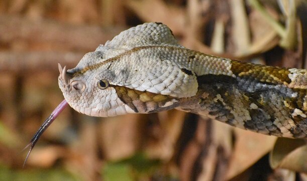 The Gaboon Viper (Bitis gabonica) is a venomous snake native to sub-Saharan Africa