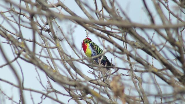 Eastern Rosella Bird Perched On Bare Tree Branch Looking Around Winter Windy Daytime Australia Gippsland Victoria Maffra