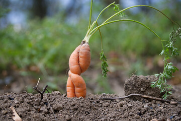 Unique twisted carrot in natural garden setting