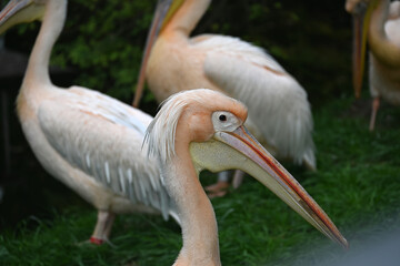 Group of Pink Pelicans in Natural Habitat Setting