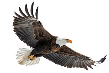 Fototapeta premium Bald Eagle is spreading its wings and flying isolated on a transparent background