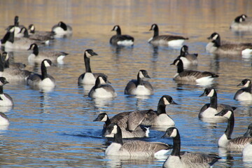 Fototapeta premium Geese On The Lake, Pylypow Wetlands, Edmonton, Alberta