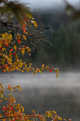 Moody fall autumn picture of a close up evergreen pine tree with dew, captured at rainy foggy misty morning. Good high quality fall vibe cozy photo for download.