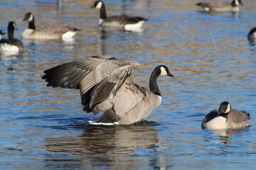 Canadian geese swimming, Pylypow Wetlands, Edmonton, Alberta