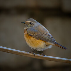 Common Redstart