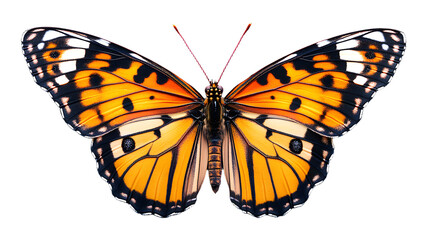 Fototapeta premium Butterfly monarch isolated