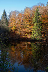Landscape of trees and lake in autumn in Burgundy, France, under the sun, with a beautiful reflection in the water