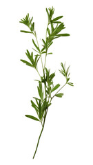 Fototapeta premium PNG Herbs parsley plant leaf.
