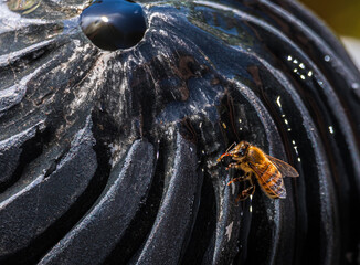 Bee drinking at fountain