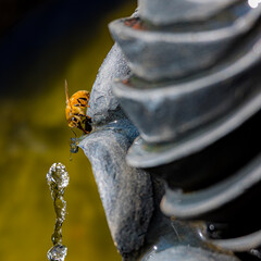 Bee drinking and water droplet