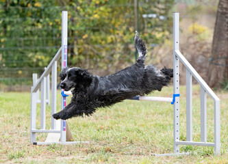 dog and agility