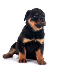 puppy rottweiler in studio
