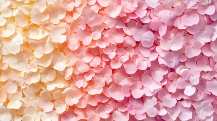 Delicate Pink and White Flower Petals Gradient Background