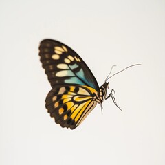 Fototapeta premium nice elegant butterfly with isolate white background