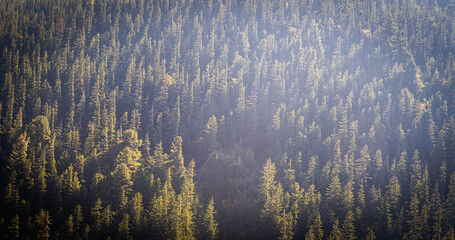 A serene forest landscape with tall pine trees reaching for the sky. Sunlight filters through the...
