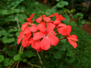 A close-up of a vibrant red geranium in bloom against a blurred green background. Delicate petals with smooth texture and subtle veining, evoke freshness and warmth. Perfect for floral themes.