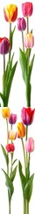 Naklejka premium bouquet of tulips