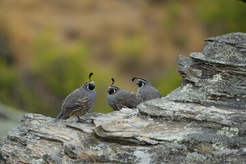 New Zealand - Quail 1