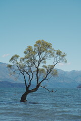 New Zealand - Wanaka Tree 2