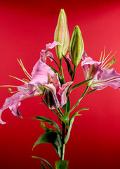 Pink Oriental lily Josephine on a red background