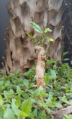 closeup brown Palm trunk texture with small plant