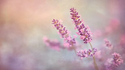Naklejka premium Delicate Lavender Blooms in a Soft, Pastel Setting
