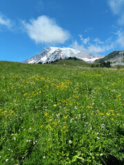 mountain landscape with sky and flowers - mt. rainier national park