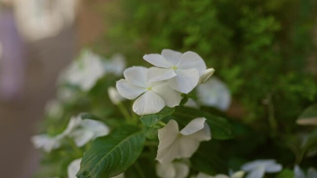 White vinca difformis growing outdoors in mallorca showcasing vibrant green foliage and delicate flowers in a tranquil setting with sunlight illuminating the petals and background.