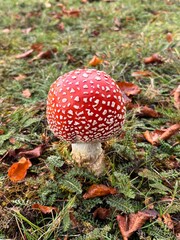 Red Toadstool Mushroom