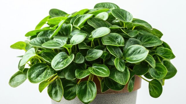 Peperomia houseplant exhibiting etiolation with elongated stems and small leaves due to insufficient light against a white backdrop