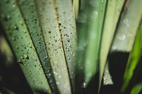 rain drops on exoic leaves from phormium New Zealand flax plant, close-up at extremely shallow depth of field