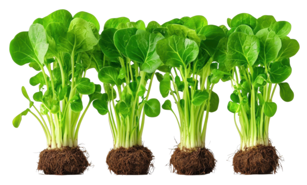 Healthy plants thrive in rich soil understanding the growth cycle of leafy greens transparent background