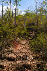 Trees in the forest