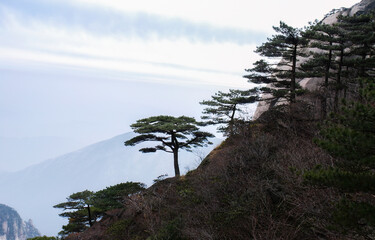 Fototapeta premium Pine trees on top of the mountain ridges. Mount Huangshan. Anhui province. China.
