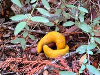 Close-Up of Banana Slugs (Ariolimax columbianus) in Big Basin Redwoods State Park, Santa Cruz County, California – Wildlife and Nature.