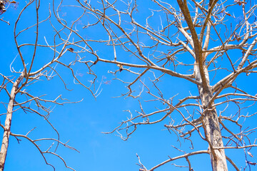 Branches of a tree with blue sky in the background