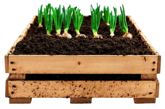 Growing fresh green onions a step-by-step guide to cultivating healthy plants in your garden transparent background