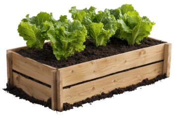Grow fresh lettuce in your wooden garden box a simple guide to home gardening success transparent background