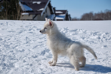 White Swiss Shepherd puppy walks on snow in a snowy garden in a cottage village in winter.