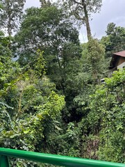 stream in the jungle