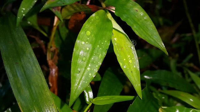 Footage of water bubbles on leaves. 4K footage taken in the forest.