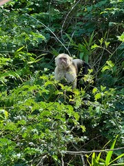 Monkey in the forest 