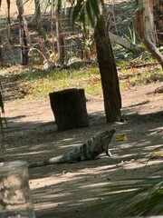 an animal in the jungle