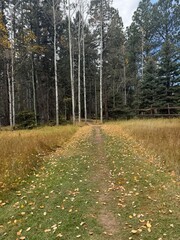 Obraz premium path in the woods