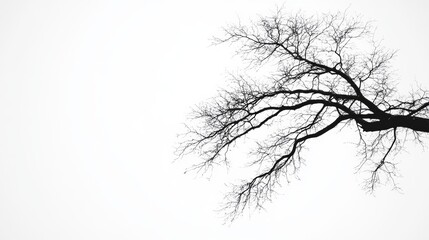 Bare Tree Branches Silhouette Winter Nature Background