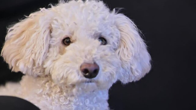 A close-up shot of a Bichpoo dog looking around, with expressive, curious eyes.